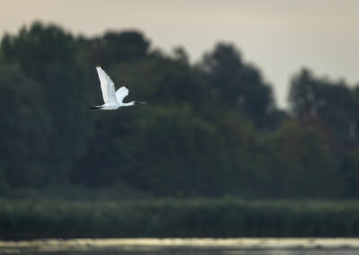 Der Löffler – Vogelfoto von Stefan Berghoff, Bild 2