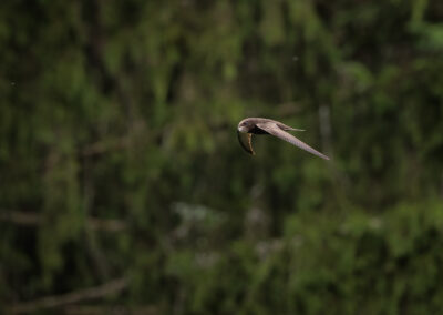 Der Mauersegler – Vogelfoto von Stefan Berghoff, Bild 8