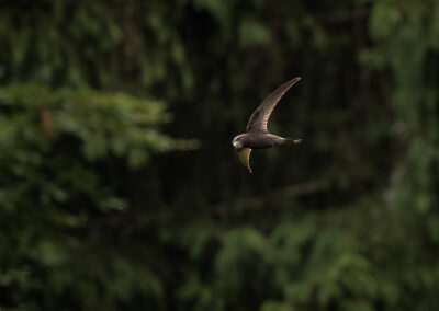 Der Mauersegler – Vogelfoto von Stefan Berghoff, Bild 7