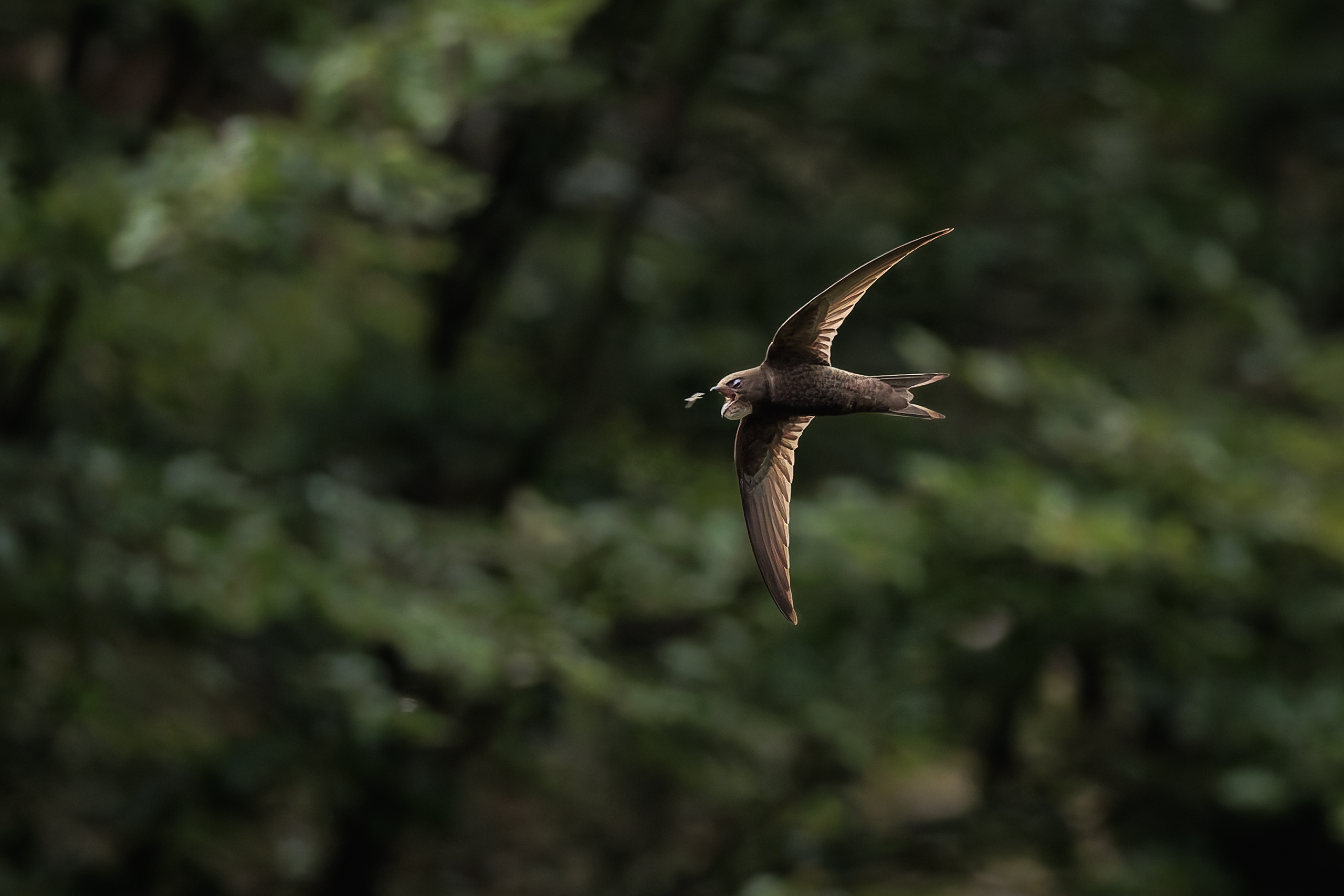 R5II9268-DxO_DeepPRIME XD2s Der Mauersegler (Apus apus) – weiteres Foto von Stefan Berghoff