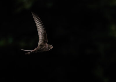 Der Mauersegler – Vogelfoto von Stefan Berghoff, Bild 1