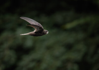 Der Mauersegler – Vogelfoto von Stefan Berghoff, Bild 6