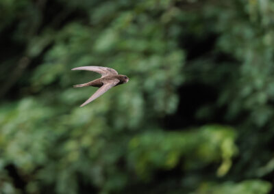 Der Mauersegler – Vogelfoto von Stefan Berghoff, Bild 5
