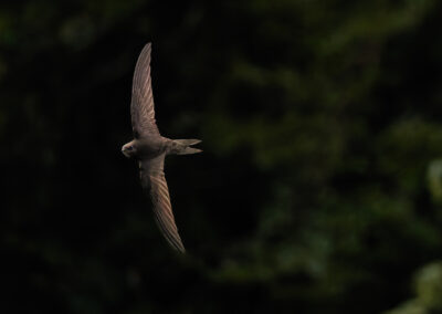 Der Mauersegler – Vogelfoto von Stefan Berghoff, Bild 2