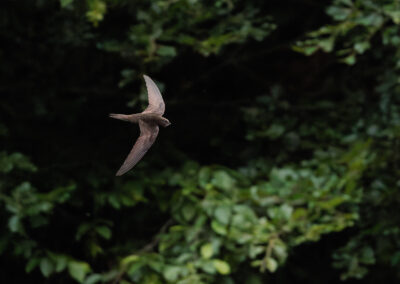 Der Mauersegler – Vogelfoto von Stefan Berghoff, Bild 4