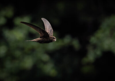 Der Mauersegler – Vogelfoto von Stefan Berghoff, Bild 3
