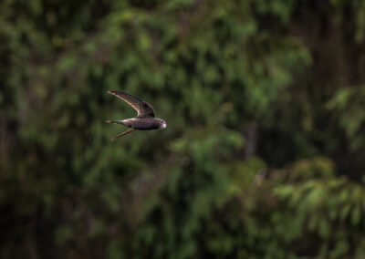 Der Mauersegler – Vogelfoto von Stefan Berghoff, Bild 15