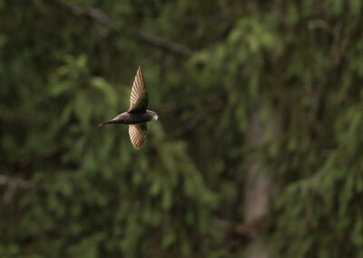 Der Mauersegler – Vogelfoto von Stefan Berghoff, Bild 14