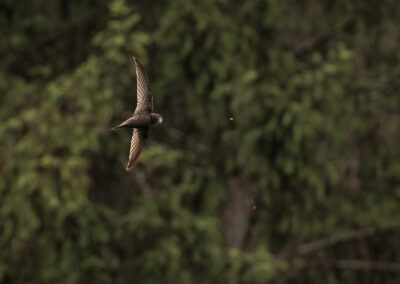 Der Mauersegler – Vogelfoto von Stefan Berghoff, Bild 13