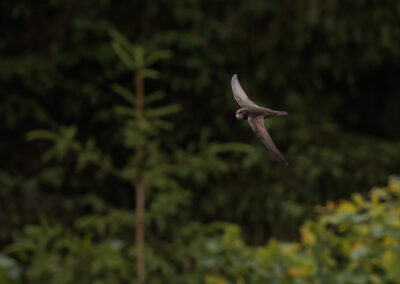 Der Mauersegler – Vogelfoto von Stefan Berghoff, Bild 12