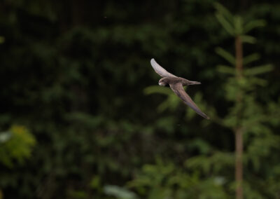 Der Mauersegler – Vogelfoto von Stefan Berghoff, Bild 11