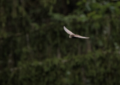 Der Mauersegler – Vogelfoto von Stefan Berghoff, Bild 9