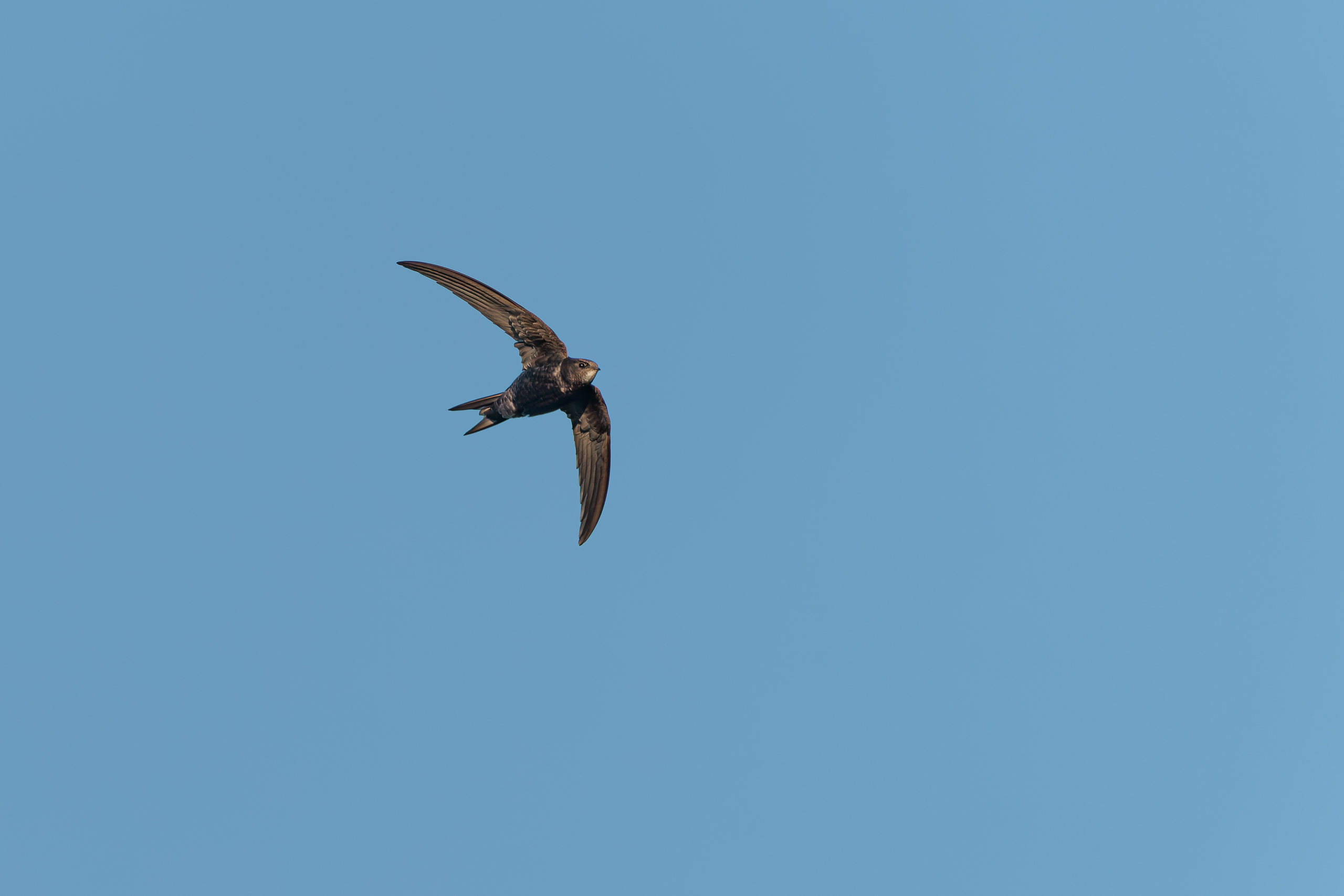R5II9389-DxO_DeepPRIME XD2s Der Mauersegler (Apus apus) – Vogelfoto von Stefan Berghoff