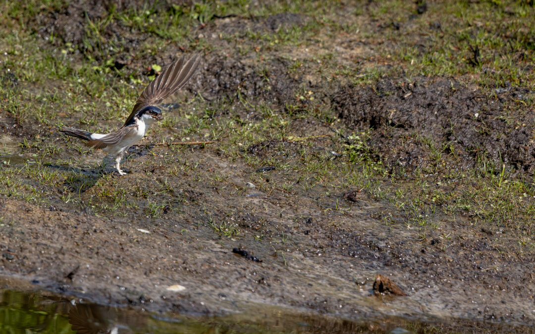 Die Mehlschwalbe (Delichon urbicum) – Vogelfoto von Stefan Berghoff