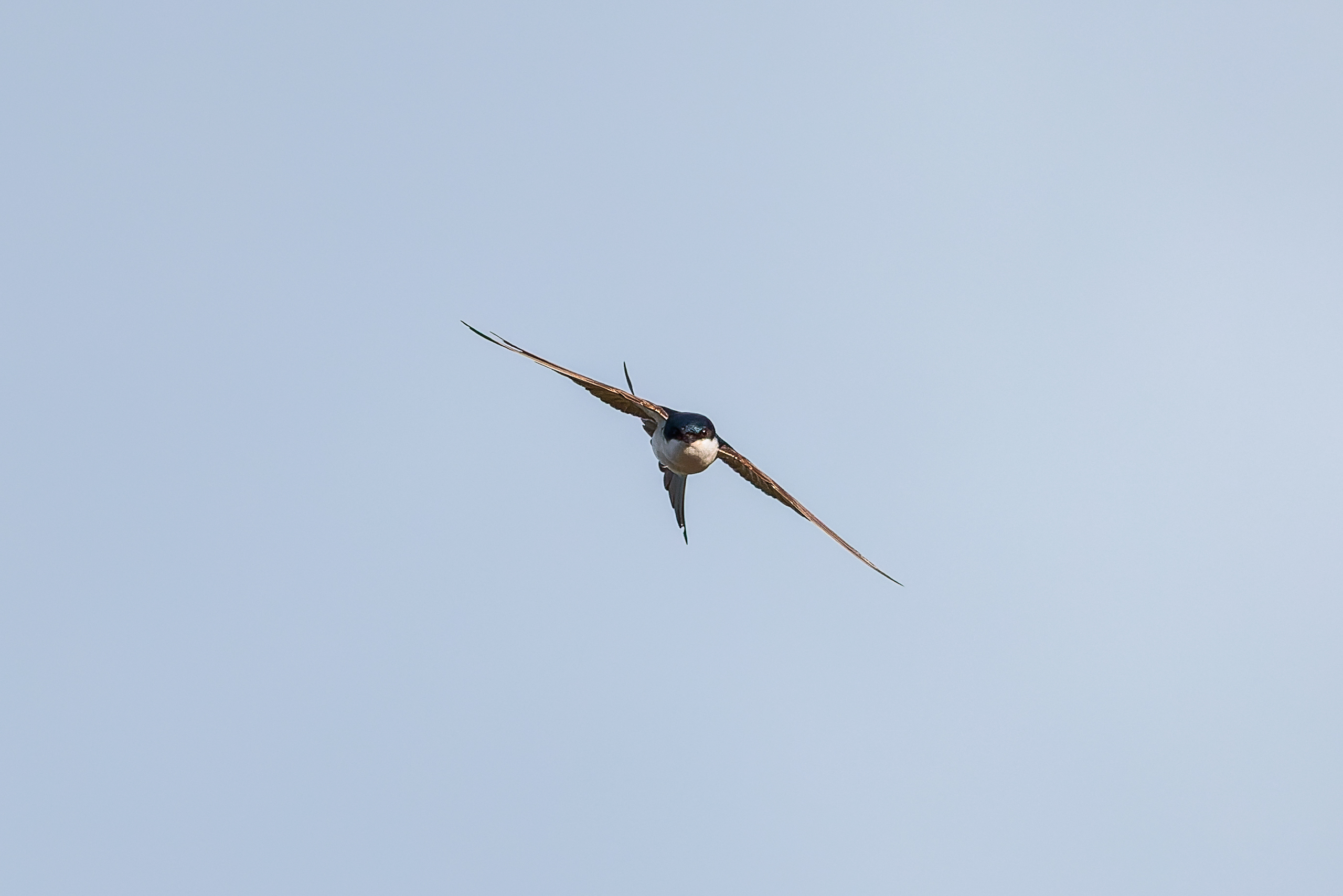 R5II9268-DxO_DeepPRIME XD2s Die Mehlschwalbe (Delichon urbicum) – weiteres Foto von Stefan Berghoff