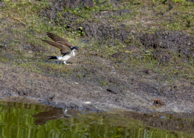 Die Mehlschwalbe – Vogelfoto von Stefan Berghoff, Bild 4