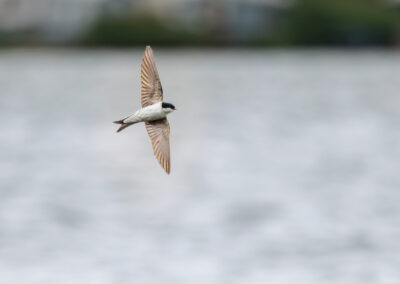 Die Mehlschwalbe – Vogelfoto von Stefan Berghoff, Bild 1