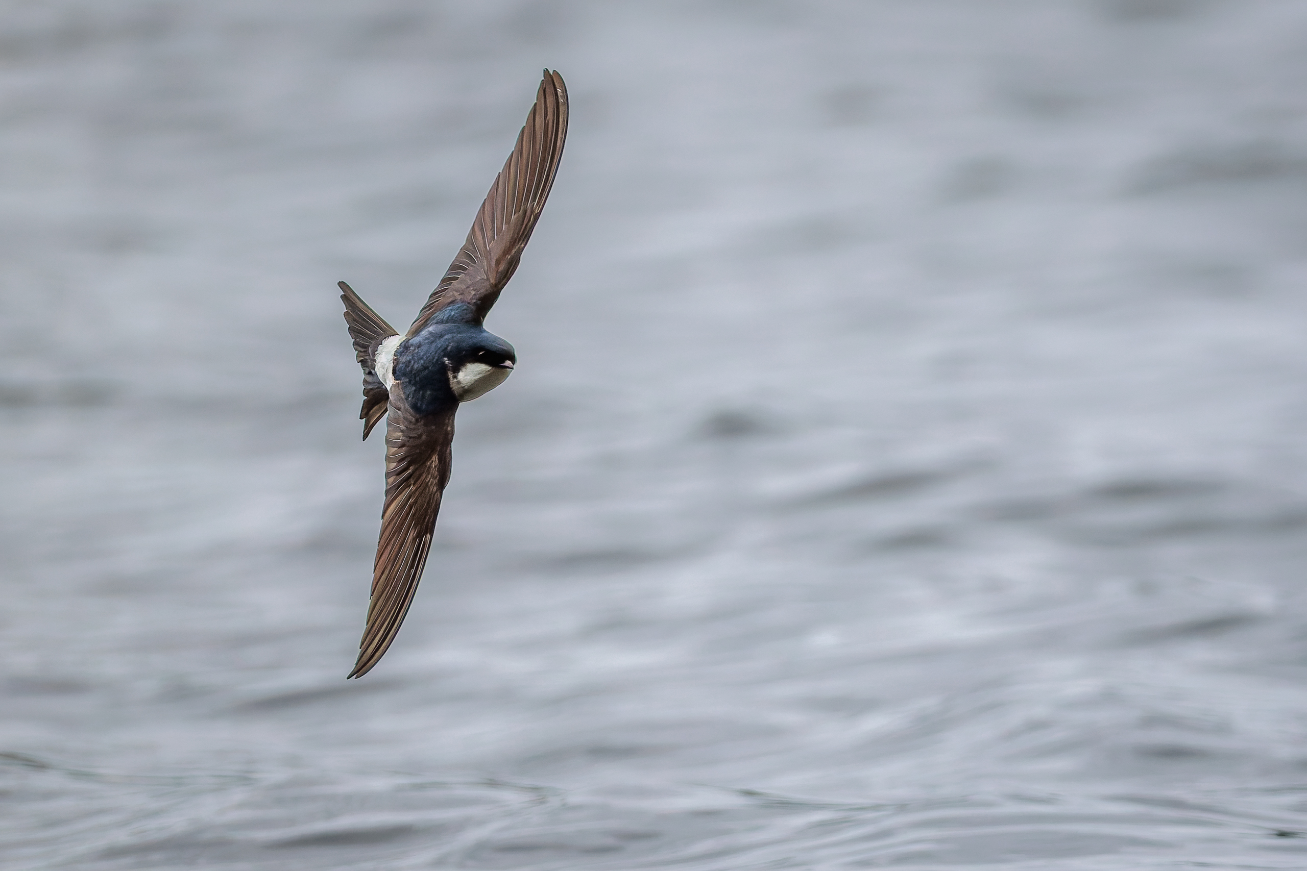 R5II9389-DxO_DeepPRIME XD2s Die Mehlschwalbe (Delichon urbicum) – Vogelfoto von Stefan Berghoff