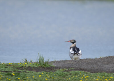 Der Mittelsäger – Vogelfoto von Stefan Berghoff, Bild 3