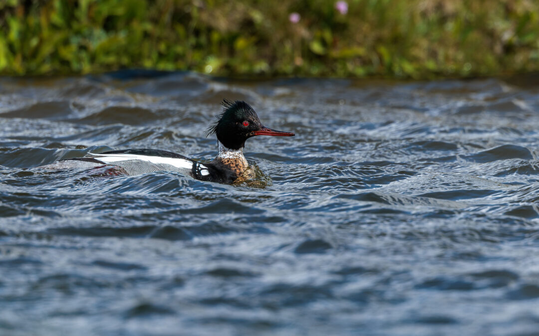 Der Mittelsäger (Mergus serrator) – Vogelfoto von Stefan Berghoff