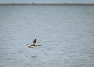 Der Mittelsäger – Vogelfoto von Stefan Berghoff, Bild 4
