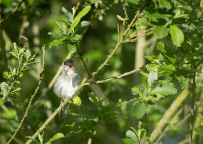 Die Mönchsgrasmücke – Vogelfoto von Stefan Berghoff, Bild 3