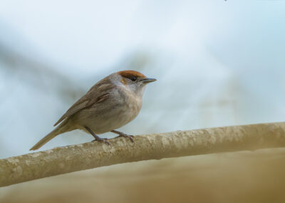 Die Mönchsgrasmücke – Vogelfoto von Stefan Berghoff, Bild 4