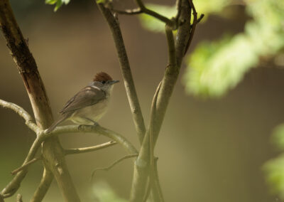 Die Mönchsgrasmücke – Vogelfoto von Stefan Berghoff, Bild 2