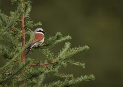 Der Neuntöter – Vogelfoto von Stefan Berghoff, Bild 3