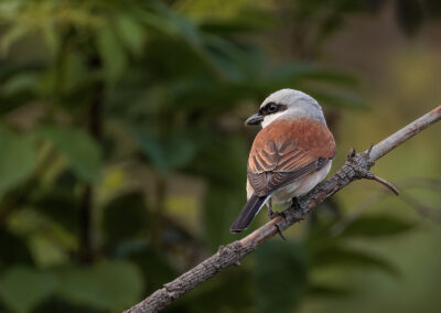 Der Neuntöter – Vogelfoto von Stefan Berghoff, Bild 2