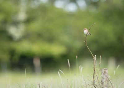 Der Neuntöter – Vogelfoto von Stefan Berghoff, Bild 10