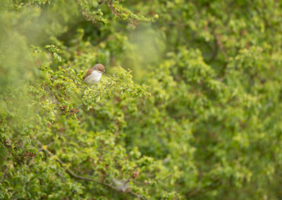 Der Neuntöter – Vogelfoto von Stefan Berghoff, Bild 9