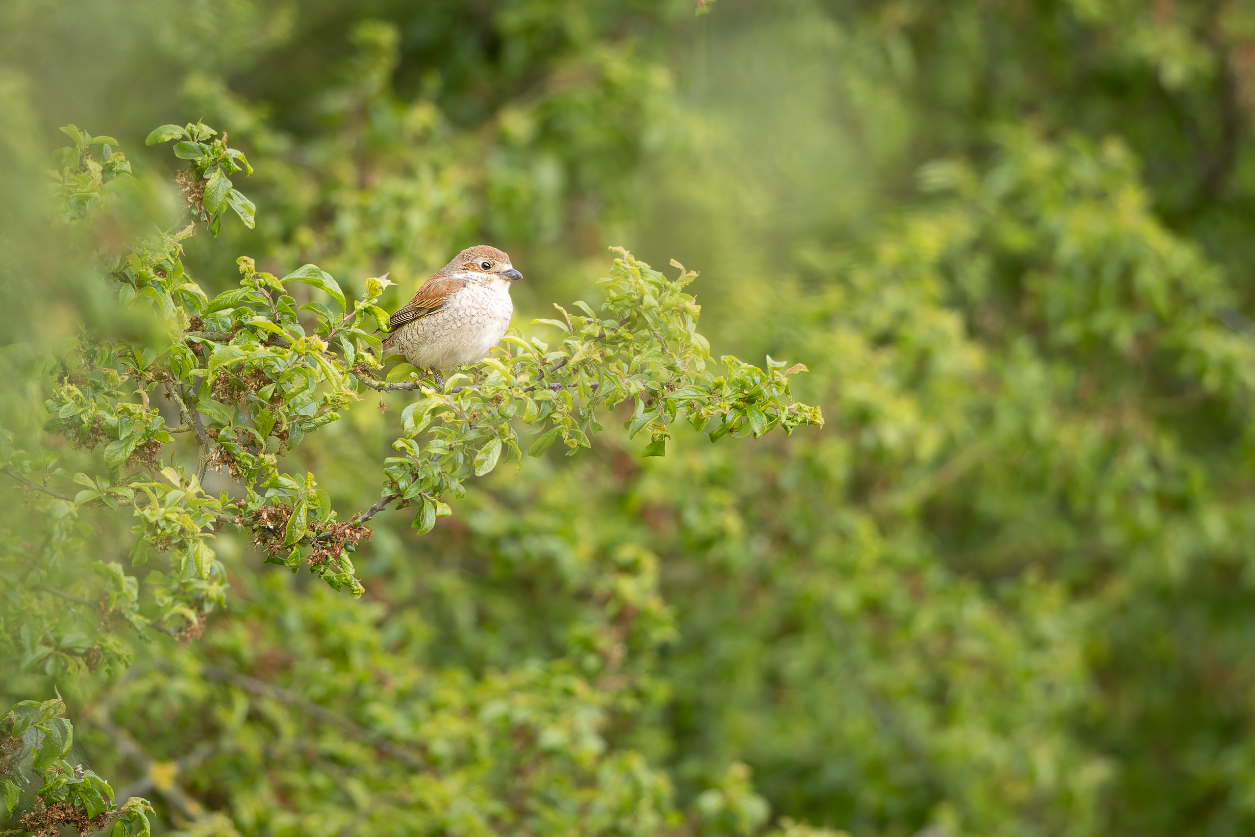 R5II9389-DxO_DeepPRIME XD2s Der Neuntöter (Lanius collurio) – Vogelfoto von Stefan Berghoff