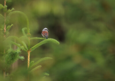 Der Neuntöter – Vogelfoto von Stefan Berghoff, Bild 8