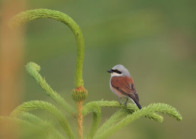 Der Neuntöter – Vogelfoto von Stefan Berghoff, Bild 7