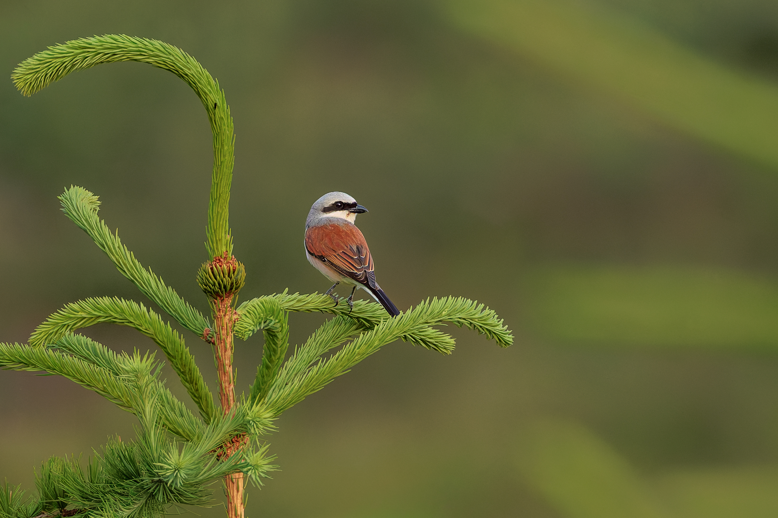 R5II9268-DxO_DeepPRIME XD2s Der Neuntöter (Lanius collurio) – weiteres Foto von Stefan Berghoff