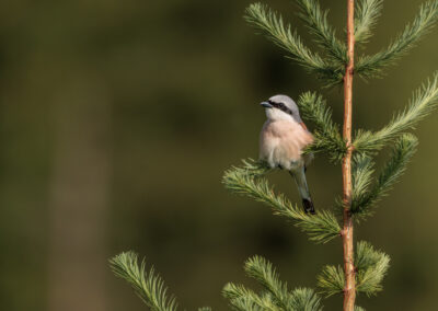 Der Neuntöter – Vogelfoto von Stefan Berghoff, Bild 6