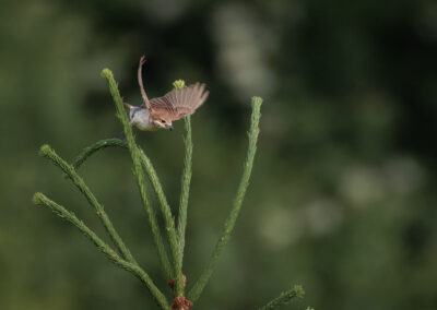 Der Neuntöter – Vogelfoto von Stefan Berghoff, Bild 5