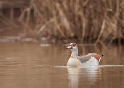 Die Nilgans – Vogelfoto von Stefan Berghoff, Bild 2