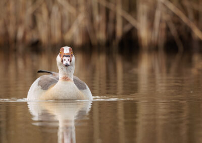 Die Nilgans – Vogelfoto von Stefan Berghoff, Bild 7