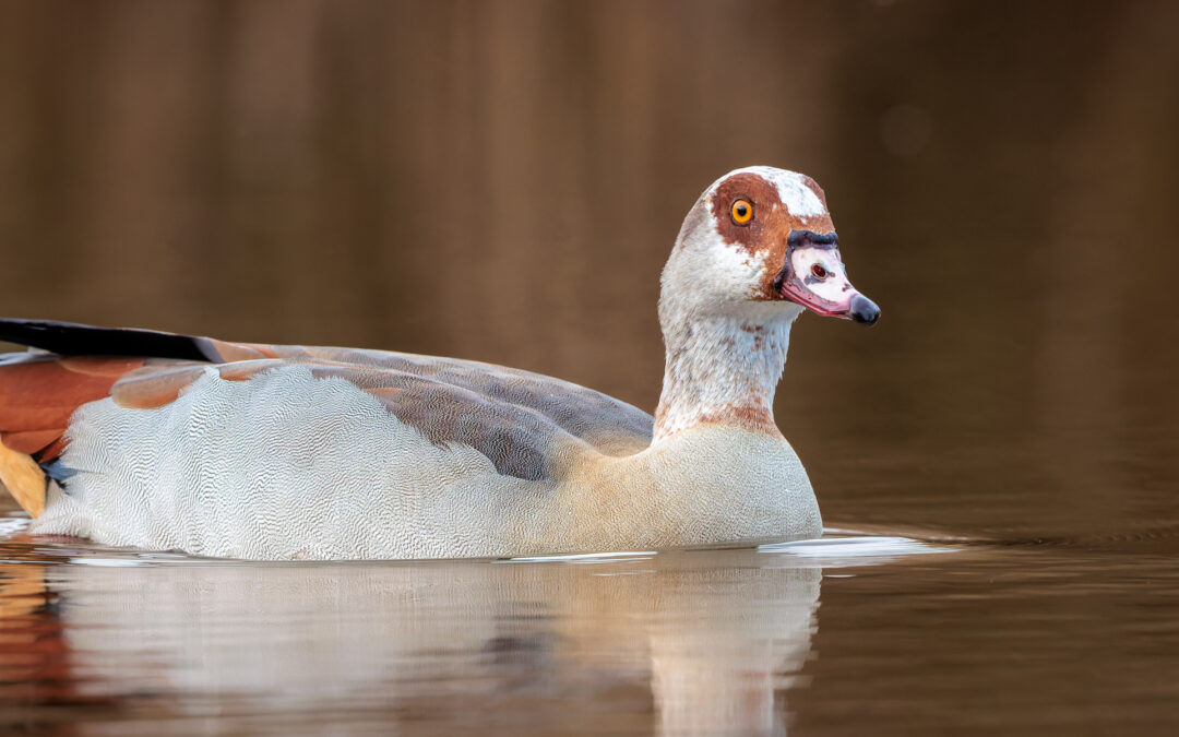 Die Nilgans (Alopochen aegyptiaca) – Vogelfoto von Stefan Berghoff