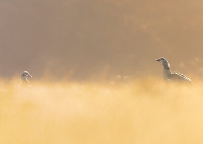 Die Nilgans – Vogelfoto von Stefan Berghoff, Bild 8