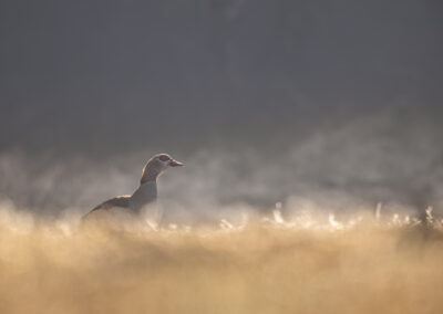 Die Nilgans – Vogelfoto von Stefan Berghoff, Bild 1