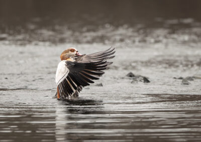 Die Nilgans – Vogelfoto von Stefan Berghoff, Bild 6