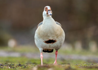 Die Nilgans – Vogelfoto von Stefan Berghoff, Bild 5