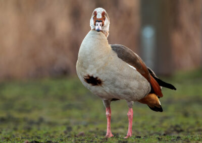 Die Nilgans – Vogelfoto von Stefan Berghoff, Bild 4