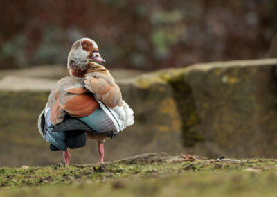 Die Nilgans – Vogelfoto von Stefan Berghoff, Bild 3