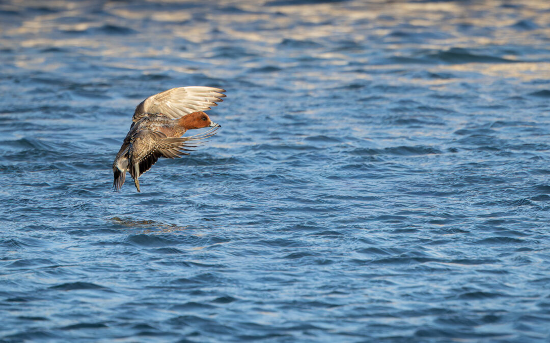 Die Pfeifente (Mareca penelope) – Vogelfoto von Stefan Berghoff