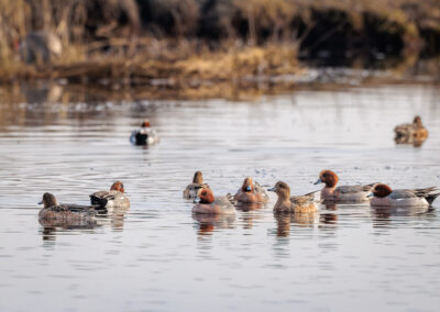 Die Pfeifente – Vogelfoto von Stefan Berghoff, Bild 4