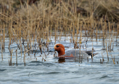 Die Pfeifente – Vogelfoto von Stefan Berghoff, Bild 2